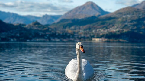 Swan, Lake Como