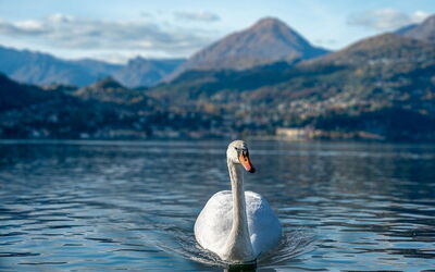 Swan, Lake Como