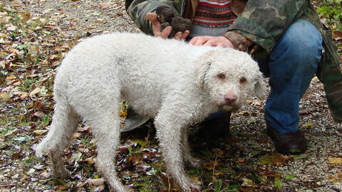 A Lagotto truffle dog