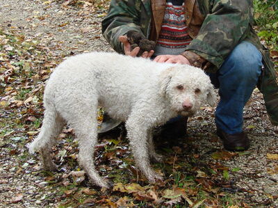 A Lagotto truffle dog