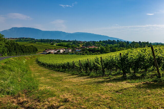 Vinyards of Veneto