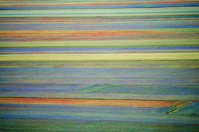 Fields of flowers