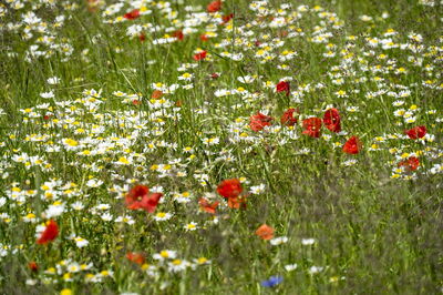 Wildflowers