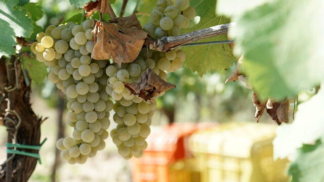 Vineyard in Langhe
