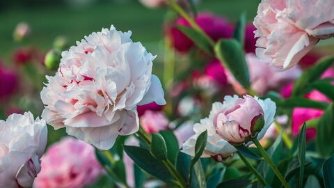 Peonies