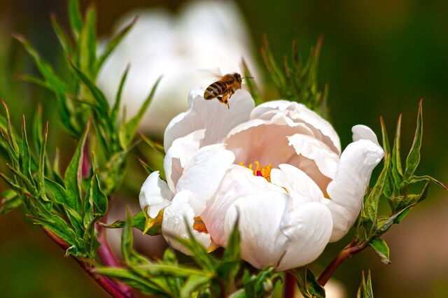 Peony