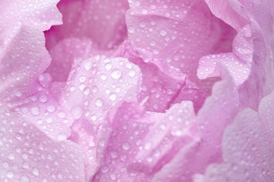 Raindrops on a peony