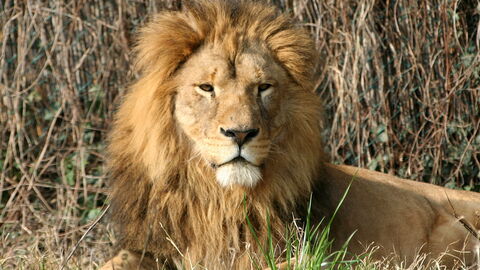 Lion, Parco Natura Viva