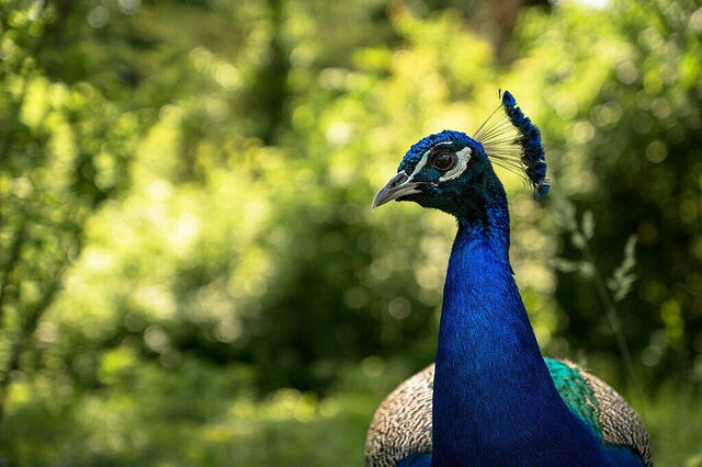 Peacock, Parco Natura Viva