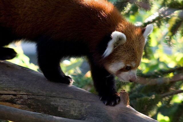 Red Panda, Parco Natura Viva