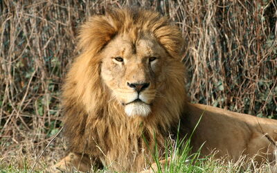 Lion, Parco Natura Viva