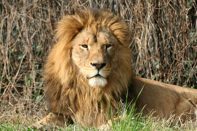 Lion, Parco Natura Viva