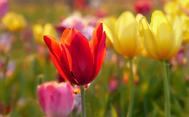 Tulips