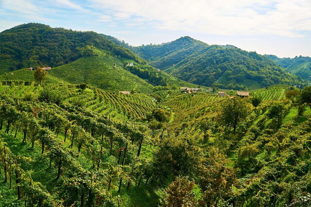 Vineyards in Veneto