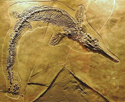 Monte San Giorgio fossil