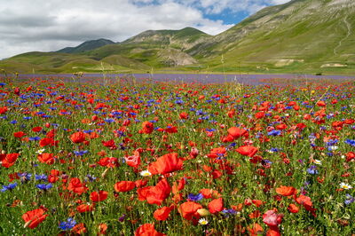 Castelluccio di Norcia, detail