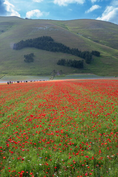 Castelluccio di Norcia, poppies