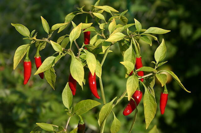 Hot chilli peppers growing