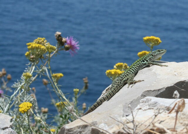 Flora and Fauna, Punta Campanella