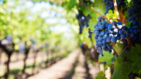 Vineyard