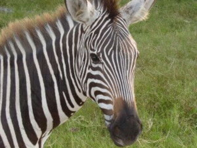 Zebra