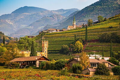 Bolzano vineyard in Autumn