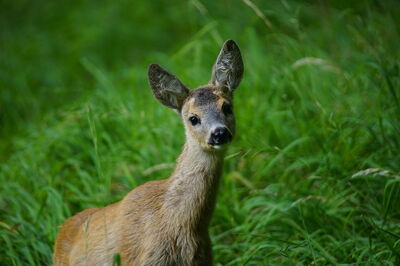 A roe in the Dolomites