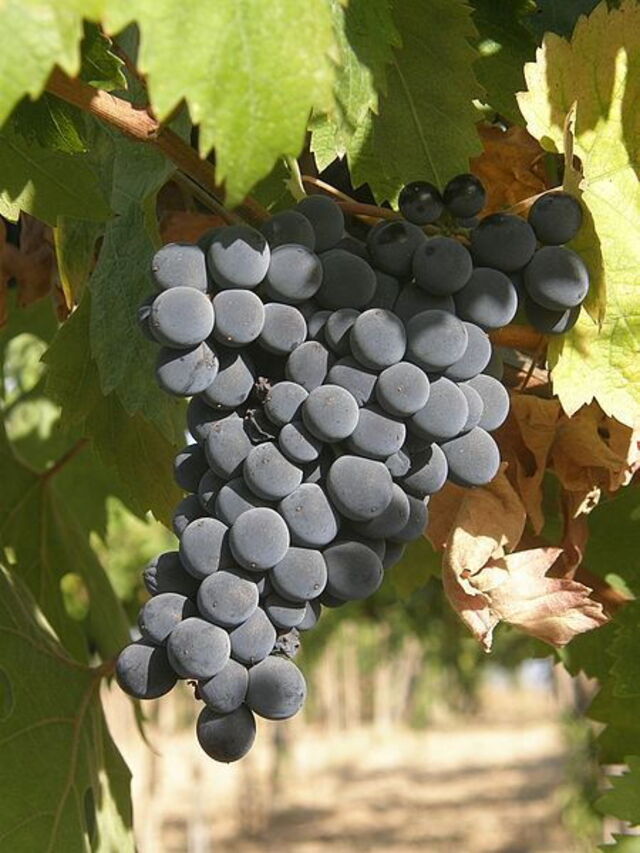 The famous Montepulciano d'Abruzzo grape vine