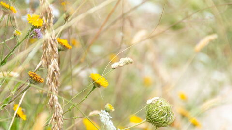 Grasses in Italy