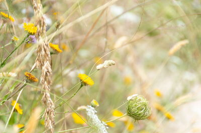 Grasses in Italy