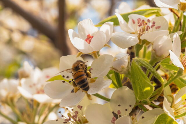 Cherry blossoms