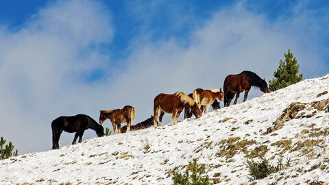 Horses in Abruzzo