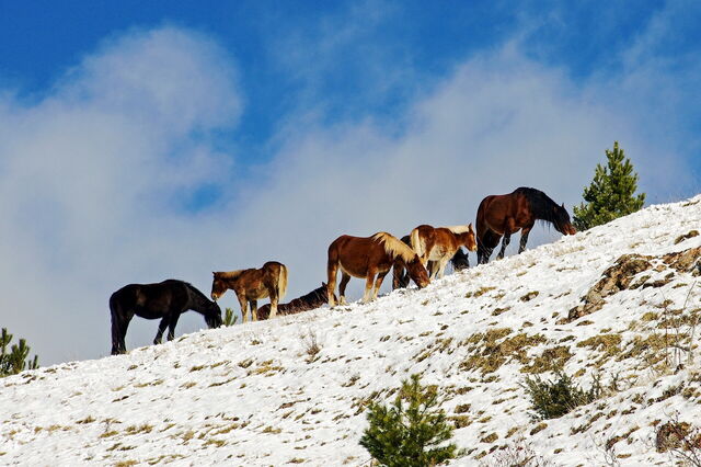 Horses in Abruzzo