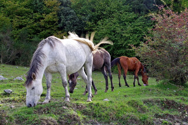 Gran Sasso, horses