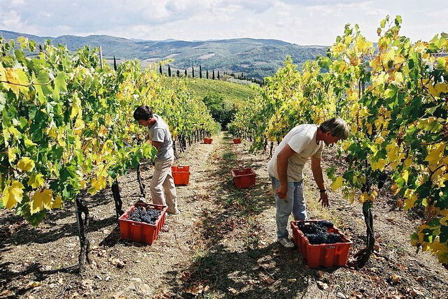 Harvest in Volpaia