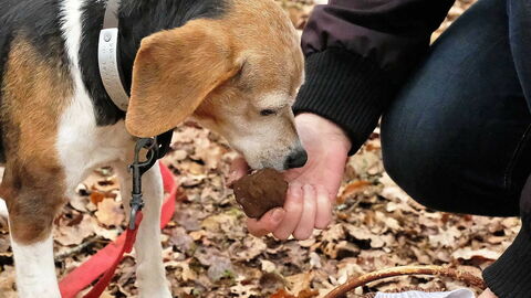Truffle dog