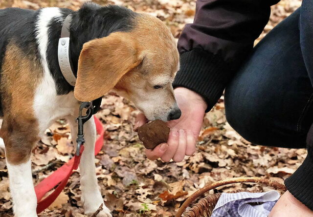 Truffle dog