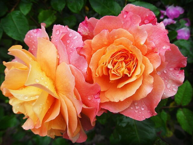 pink roses