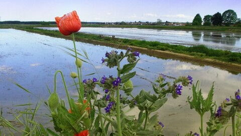 Rice fields in Piedmont region