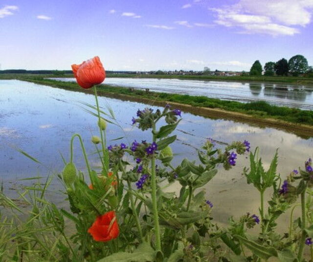 Rice fields in Piedmont region