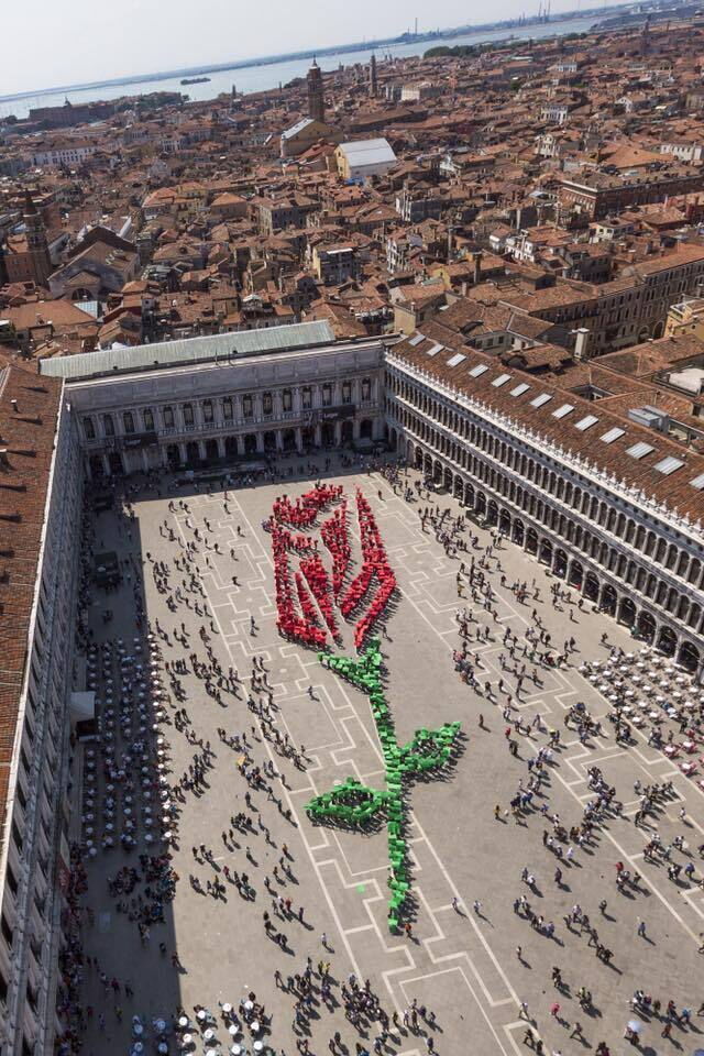 Rose in St Mark's Square