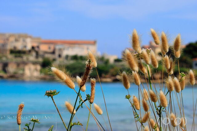 A View towards Pianosa