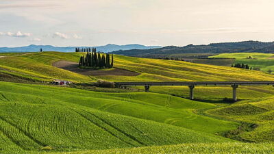 Cypresses in Tuscany