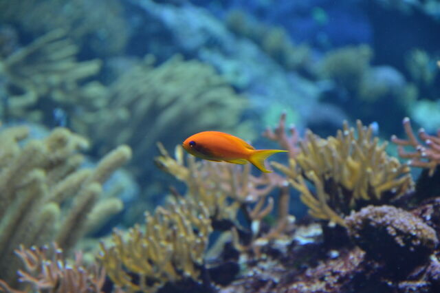 Fish