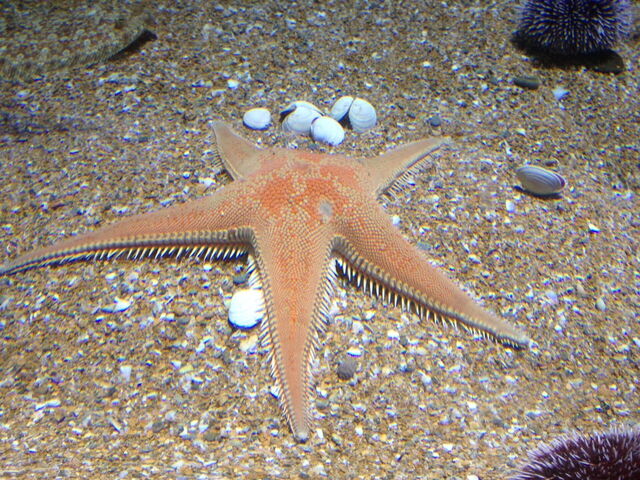 Starfish