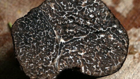 Truffle