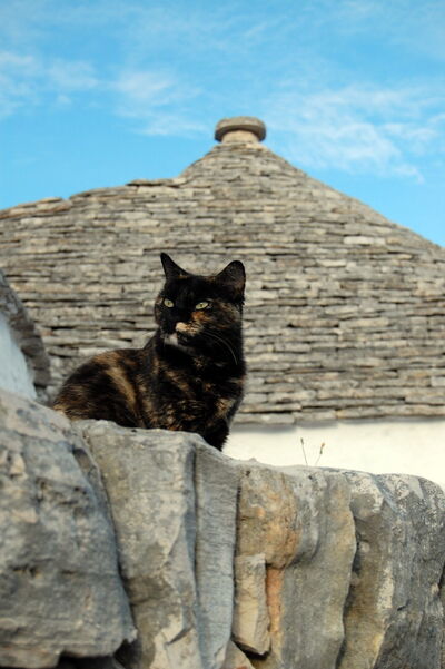 A cat in Alberobello