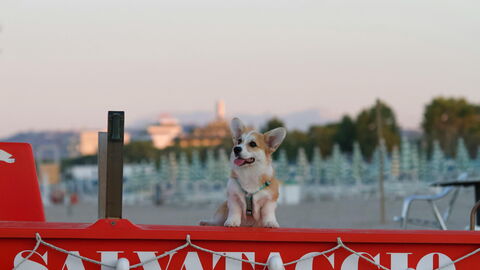 A dog on the beach in Italy
