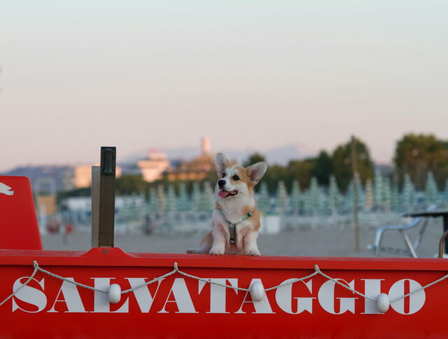 A dog on the beach in Italy