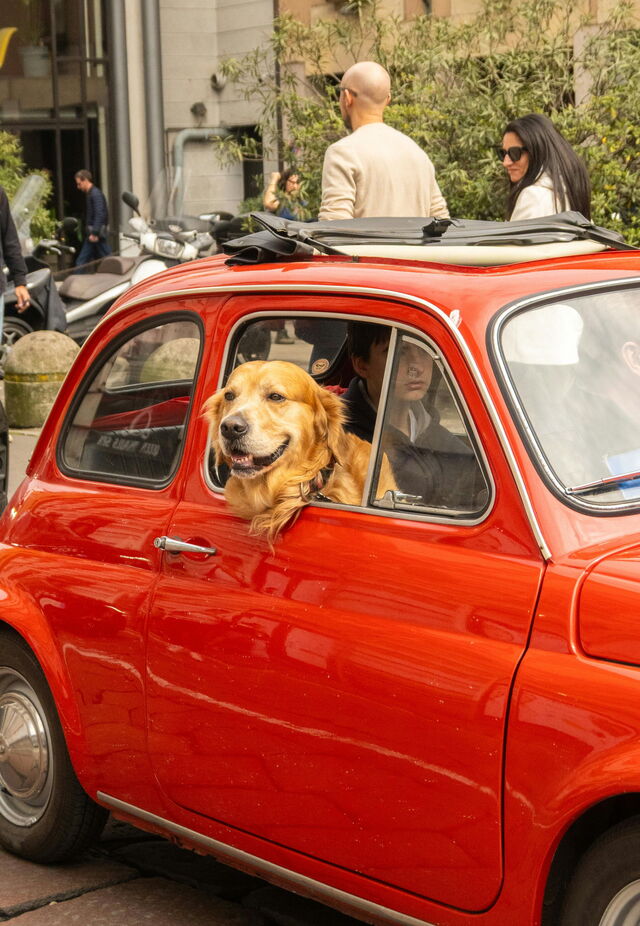 Dog in a car, Italy